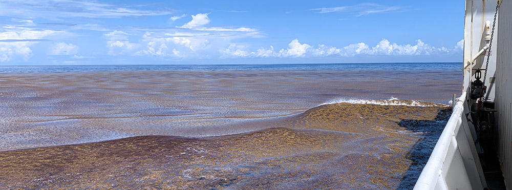 The Great Atlantic Sargassum Belt stretches 5,000 miles from West Africa to the Gulf of Mexico. Courtesy of Ellen Park.