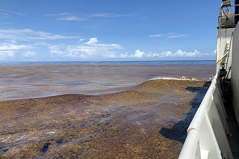 The Great Atlantic Sargassum Belt stretches 5,000 miles from West Africa to the Gulf of Mexico. Courtesy of Ellen Park.