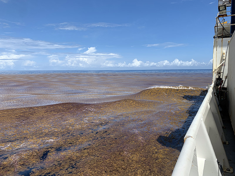 The Great Atlantic Sargassum Belt stretches 5,000 miles from West Africa to the Gulf of Mexico. Courtesy of Ellen Park.
