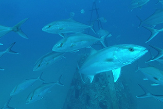 Video from a remotely operated vehicle is used to collect reef fish abundance and length distribution data during fishery-independent surveys. Credit: University of South Alabama Fisheries Ecology Lab at the Dauphin Island Sea Lab