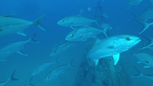 Video from a remotely operated vehicle is used to collect reef fish abundance and length distribution data during fishery-independent surveys. Credit: University of South Alabama Fisheries Ecology Lab at the Dauphin Island Sea Lab