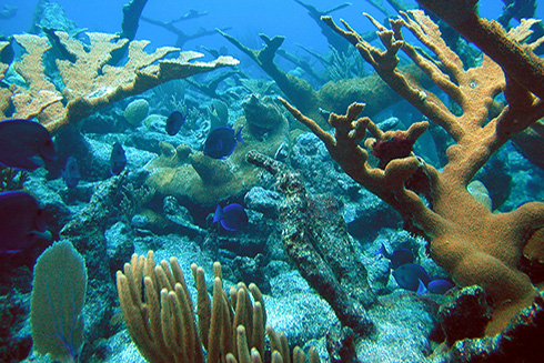 Healthy coral reef in St. Croix, US Virgin Islands. Sources/Usage: Public Domain. 