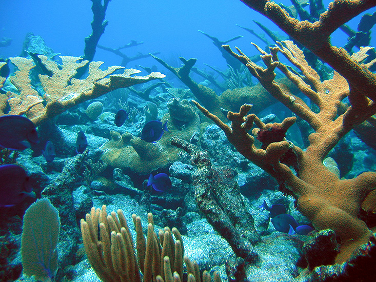 Healthy coral reef in St. Croix, US Virgin Islands. Sources/Usage: Public Domain. 