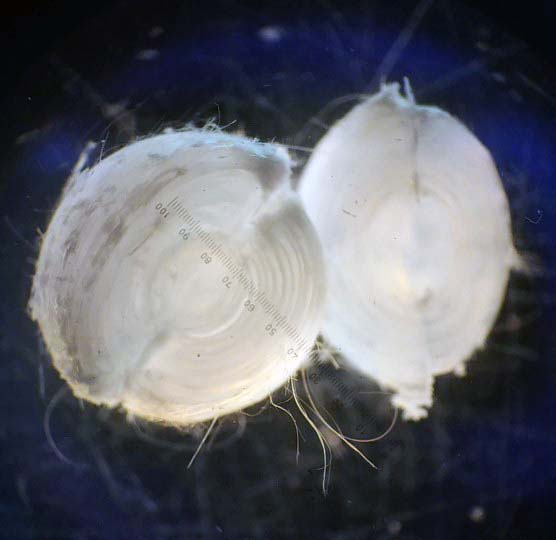 Photo of a hogfish eye lens through a dissection microscope.