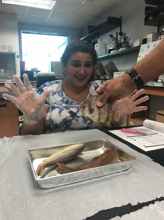 BIOLOGY FISHERIES LABS SUMMER 2019 The Ins and Outs of Fish by Kyle Amergian / JUNE 22, 2019 I’ve had the pleasure of leading the Fish Ecology Lab for four years now and every year is always an adventure. As both a fisherman and a scientist, this lab has always been very important to me because not only do we learn about fish and why they are important but also how to protect them for future generations to experience and enjoy. The goal of the lab is pretty straight forward: To learn about fish and why they are important. Day 1 starts off with trying to answer the intuitively simple question “What is a fish?”. However, we quickly learn that trying to describe the most abundant and diverse group of vertebrates on the planet with over 30,000+ species isn’t quite so simple. In order to help answer our question we quickly dove right into analyzing numerous different species local to Tampa Bay and the Gulf of Mexico. Although it’s wise to never judge a book by its cover, I guarantee you’d be surprised at how much you can learn about fish just by observing their external features. By identifying different body types, fin shapes, and mouth position/tooth shape we can gain insight in how these species interact with each other and their environment. After exploring what we could on the outside we decided to plunge straight on in and see what the insides could tell us. Campers examined several Spotted Seatrout and Spanish Mackerel carcasses with the goal of gaining insight into how these fish lived and their feeding patterns. The Mackerel with their streamline bodies built for speed on the open water were composed to a high percentage of red muscle for constant swimming and a reduced swim bladder while the Trout was better suited for life on the grass flats with predominately white muscle for ambushing prey and a large swim bladder for floatation and communication. This year we also had time to analyzed stomach contents for each fish and found some interesting results: The Mackerel had all been feeding primarily on shrimp while the trout both had small well-decomposed sardines and one had a whole blue crab in it! At the end of Day 1 we wrap everything up with an activity called “Build-a-Fish” in which campers use their creativity and what they have learned to create their own fish species and share its Biology and Ecology with the group. While some girls use their imagination to create colorful and “cute” fish, others use their god-like powers to create absolute monsters that even I wouldn’t even try to catch. And that’s definitely saying something. On Day 2 campers stepped up their game and became Fish Biologist themselves.