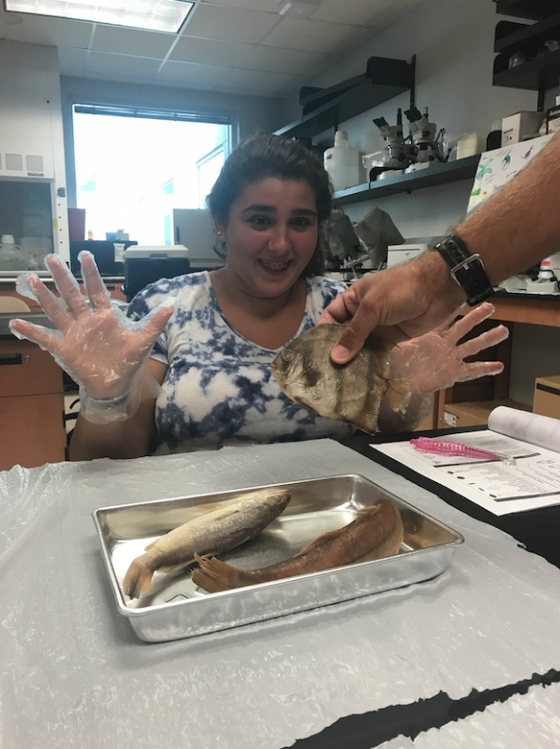 BIOLOGY FISHERIES LABS SUMMER 2019 The Ins and Outs of Fish by Kyle Amergian / JUNE 22, 2019  I’ve had the pleasure of leading the Fish Ecology Lab for four years now and every year is always an adventure. As both a fisherman and a scientist, this lab has always been very important to me because not only do we learn about fish and why they are important but also how to protect them for future generations to experience and enjoy.  The goal of the lab is pretty straight forward: To learn about fish and why they are important. Day 1 starts off with trying to answer the intuitively simple question “What is a fish?”. However, we quickly learn that trying to describe the most abundant and diverse group of vertebrates on the planet with over 30,000+ species isn’t quite so simple.  In order to help answer our question we quickly dove right into analyzing numerous different species local to Tampa Bay and the Gulf of Mexico.  Although it’s wise to never judge a book by its cover, I guarantee you’d be surprised at how much you can learn about fish just by observing their external features. By identifying different body types, fin shapes, and mouth position/tooth shape we can gain insight in how these species interact with each other and their environment.  After exploring what we could on the outside we decided to plunge straight on in and see what the insides could tell us. Campers examined several Spotted Seatrout and Spanish Mackerel carcasses with the goal of gaining insight into how these fish lived and their feeding patterns. The Mackerel with their streamline bodies built for speed on the open water were composed to a high percentage of red muscle for constant swimming and a reduced swim bladder while the Trout was better suited for life on the grass flats with predominately white muscle for ambushing prey and a large swim bladder for floatation and communication. This year we also had time to analyzed stomach contents for each fish and found some interesting results: The Mackerel had all been feeding primarily on shrimp while the trout both had small well-decomposed sardines and one had a whole blue crab in it!  At the end of Day 1 we wrap everything up with an activity called “Build-a-Fish” in which campers use their creativity and what they have learned to create their own fish species and share its Biology and Ecology with the group.  While some girls use their imagination to create colorful and “cute” fish, others use their god-like powers to create absolute monsters that even I wouldn’t even try to catch. And that’s definitely saying something.  On Day 2 campers stepped up their game and became Fish Biologist themselves.