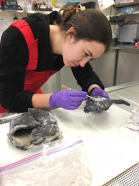 Investigating a frozen skin specimen of a whale for collaborative work at Woods Hole Oceanographic Institution.