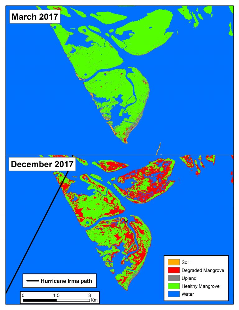 Damage to mangroves caused by Hurricane Irma in September 2017.