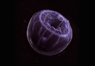 Jellyfish. Credit Stephani Gordon, Open Boat Films.