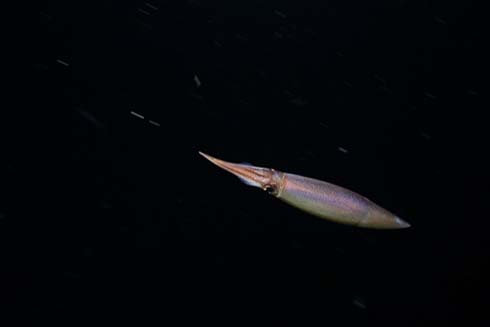 This study is the first to drill down into the relationship between oxygen, temperature and the metabolic requirements of vertical migrators, which include krill to the jumbo squid (shown here). The metabolic requirements of vertical migrators suggest they may experience an expansion of their native habitat in response to changing ocean conditions. Credit: Stephani Gordon, Open Boat Films