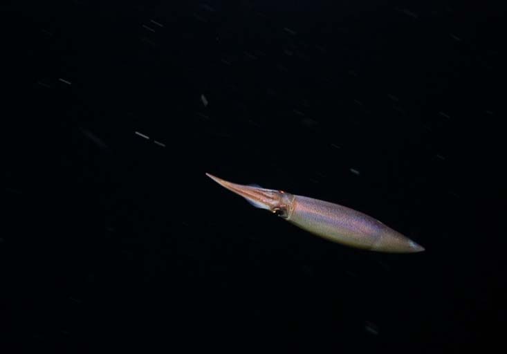 This study is the first to drill down into the relationship between oxygen, temperature and the metabolic requirements of vertical migrators, which include krill to the jumbo squid (shown here). The metabolic requirements of vertical migrators suggest they may experience an expansion of their native habitat in response to changing ocean conditions. Credit: Stephani Gordon, Open Boat Films
