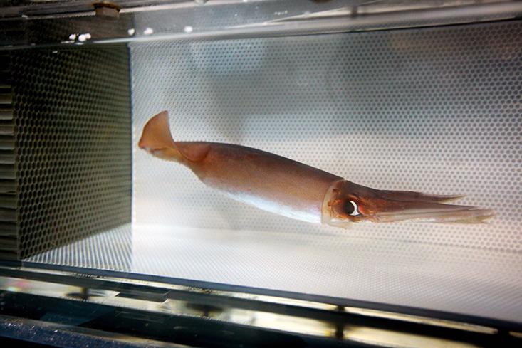 The jumbo squid, or Dosidicus gigas, inside a swim tunnel respirometer onboard a research ship.  Seibel’s team can control the water flow and have the squid swim against a current so they can measure their active metabolic rates. Jellyfish. Credit Stephani Gordon, Open Boat Films.  