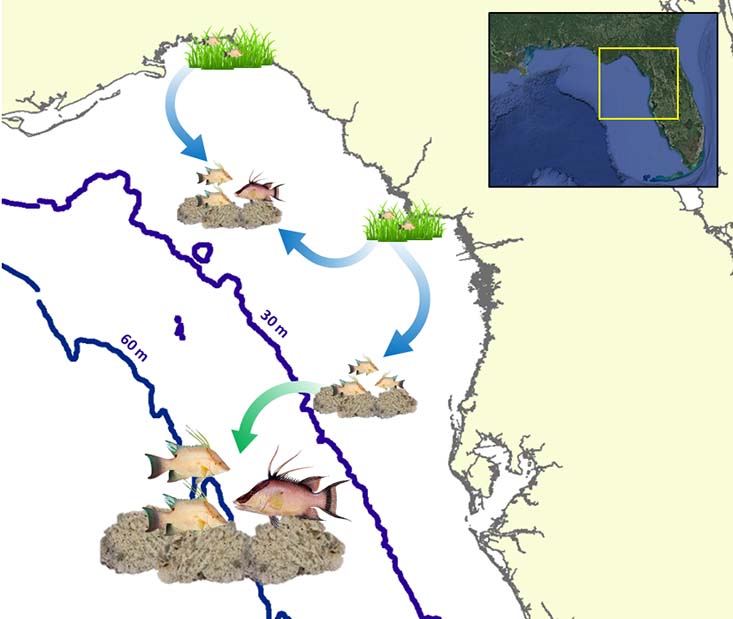 This study provides evidence that juvenile hogfish in estuaries move to nearshore reefs as adults, while juvenile hogfish on nearshore reefs move to offshore reefs. Male Hogfish by Diane Rome Peebles.