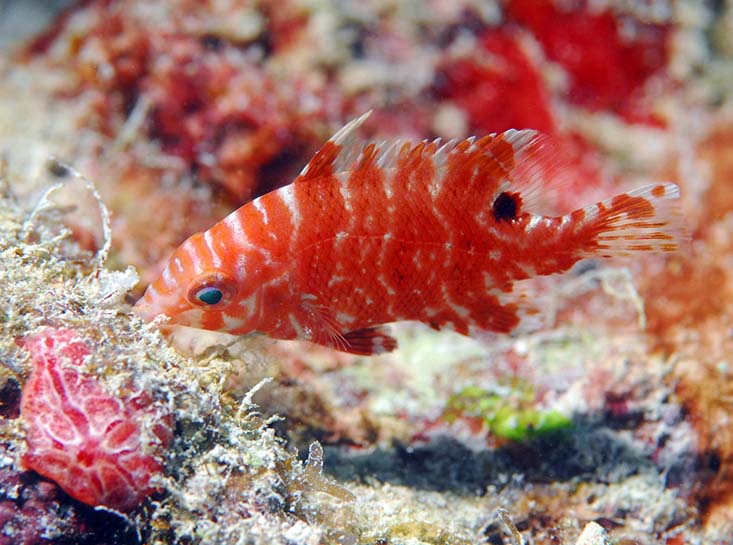 Juvenile hogfish. Photo by Rob Waara.