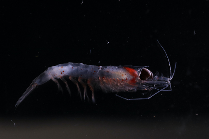 Krill, shrimp-like crustaceans, provide a major food source for many marine animals – from fish to whales. Credit: Stephani Gordon, Open Boat Films
