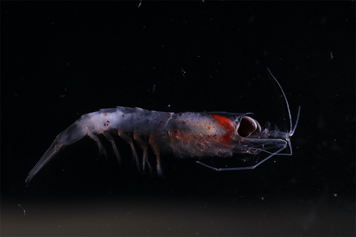 Krill, shrimp-like crustaceans, provide a major food source for many marine animals - from fish to whales. Credit: Stephani Gordon, Open Boat Films