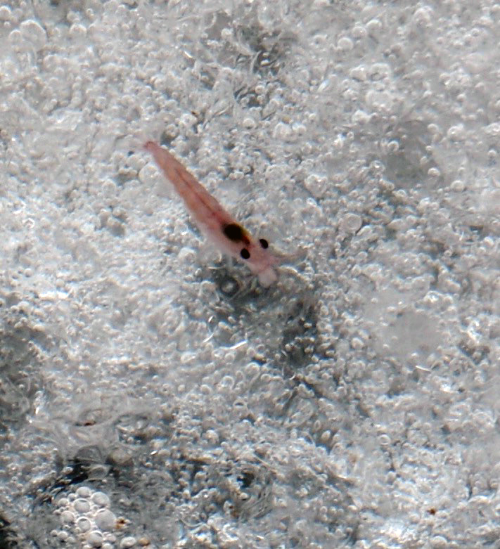 Antarctic krill in an Antarctic ice floe in 2015. Photo Credit: Tracy Shaw, USF College of Marine Science