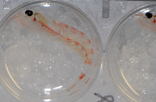 Antarctic krill. Photo Credit: Tracy Shaw, USF College of Marine Science
