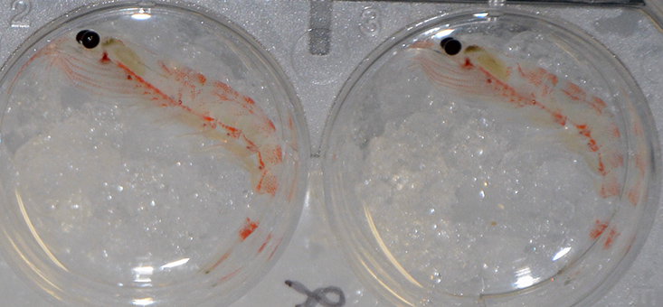 Antarctic krill. Photo Credit: Tracy Shaw, USF College of Marine Science