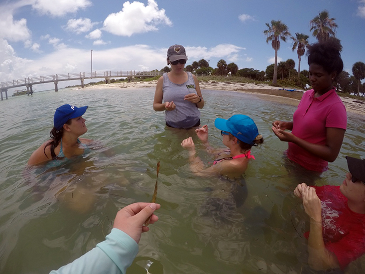 Learning about the different types of sea grasses