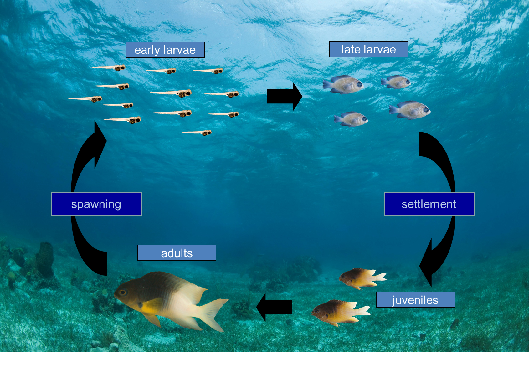 Fig. 1 caption: Life cycle of the bicolor damselfish, showing that understanding how the population changes depends on simultaneously studying the juvenile and adult fish on the coral reef as well as the larvae that disperse back to the same reef or between reefs in a metapopulation. Illustration credit: Darren Johnson.