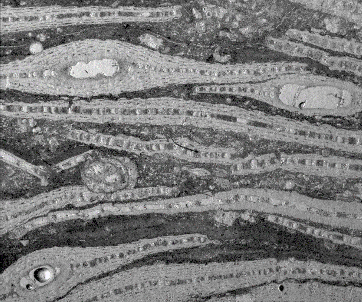 Lithified very large Foraminifera found in a core sample. Photo credit: Pamela Hallock Muller