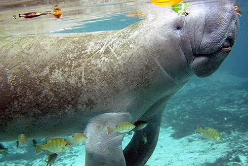  Can you get any more charismatic?! Taken in Manatee Springs, Florida.  Credit: Mya Breitbart