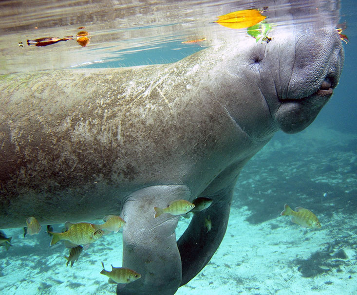  Can you get any more charismatic?! Taken in Manatee Springs, Florida.  Credit: Mya Breitbart