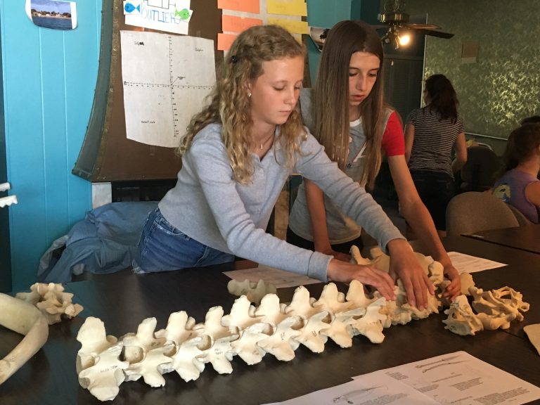 Tiffaney’s skeleton belongs to the FWC Marine Mammal Pathobiology Lab