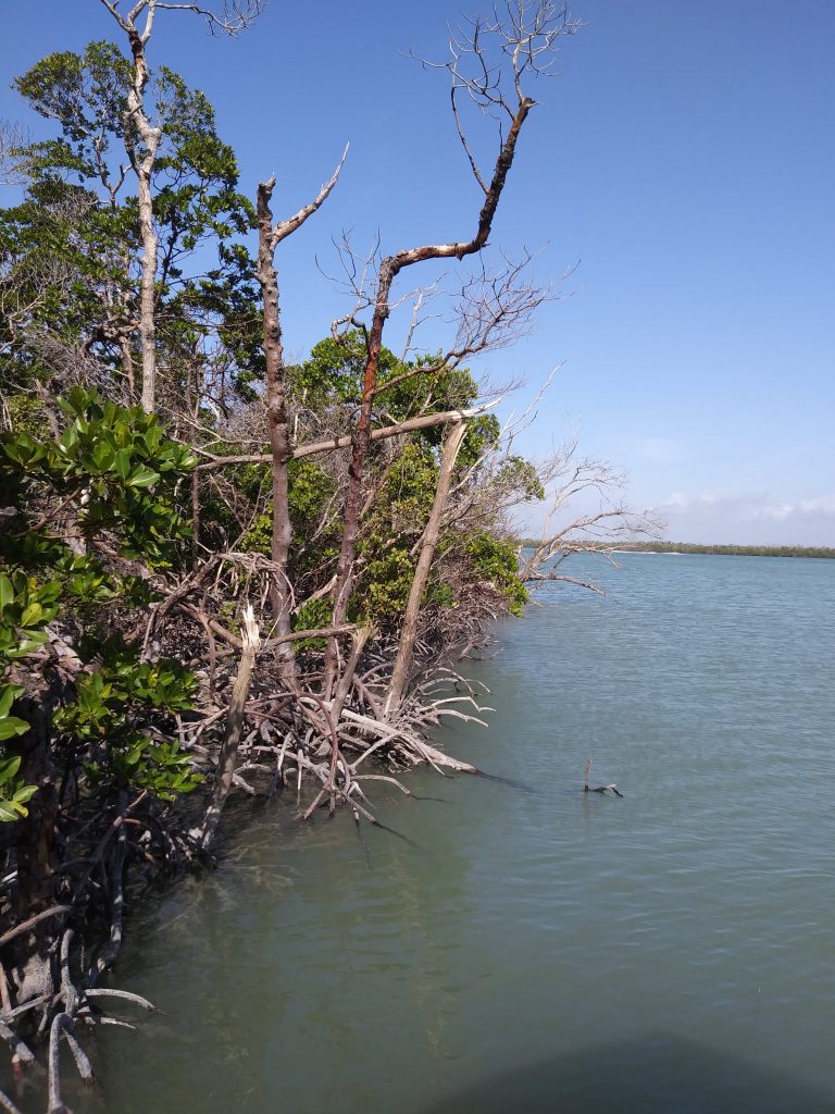 Photograph of broken and defoliated red mangroves from site visit in January 2019.