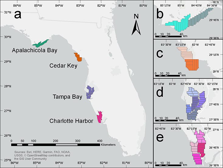 Map of the sampling areas in the eastern Gulf of Mexico: two northern estuaries (Apalachicola Bay and Cedar Key) and two southern estuaries (Tampa Bay and Charlotte Harbor).