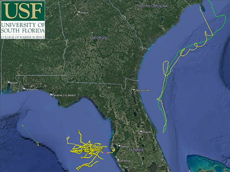 Map showing glider deployments in 2021.