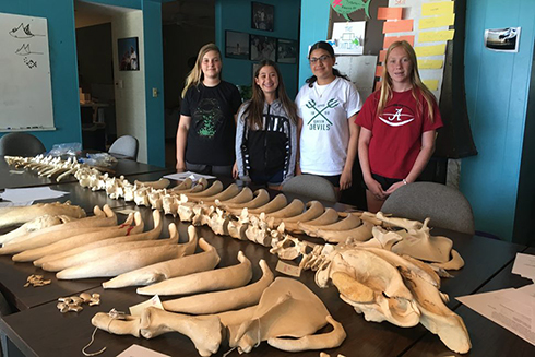 Tiffaney’s skeleton belongs to the FWC Marine Mammal Pathobiology Lab, which lends out bones for education purposes.