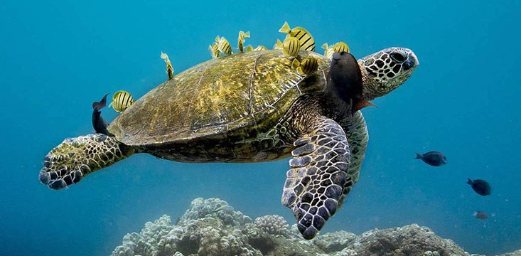 Marine sanctuaries and monuments are some of our nation’s underwater treasures. This image was reproduced from the General Bathymetric Chart of the Oceans (GEBCO) world map and customized by NOAA’s Office of National Marine Sanctuaries. Credit: NOAA