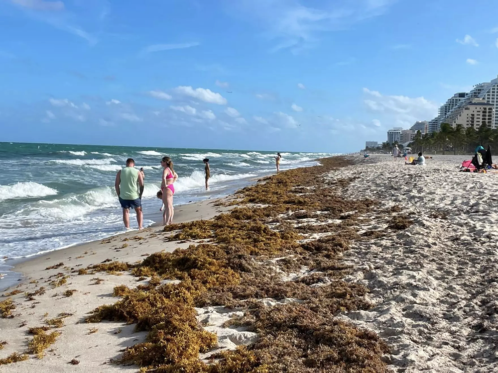 Sargassum has had a significant negative impact on coastal communities, which must contend with massive amounts of the seaweed washing ashore during the summer months. Image credit: Robyn Wishna.