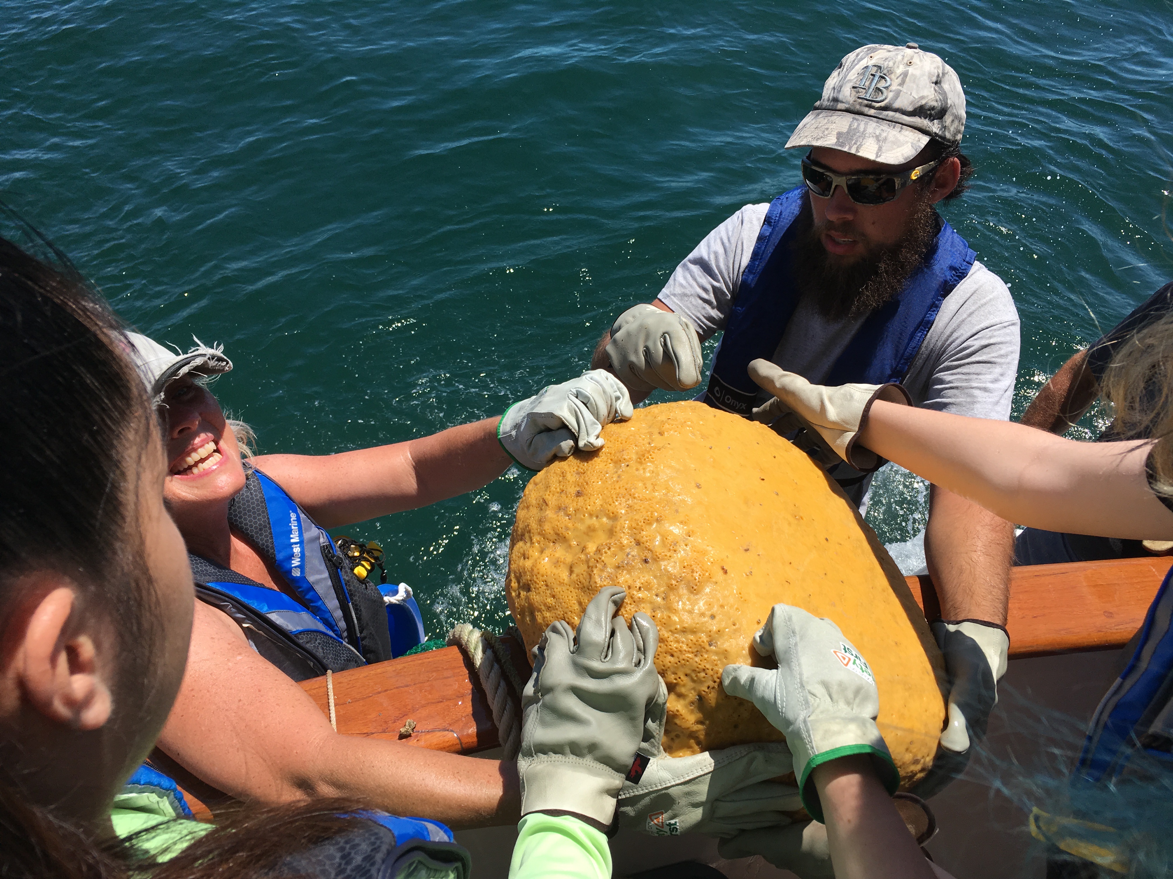 Massive Sponge