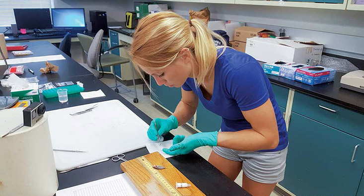 University of South Florida graduate student Meaghan Faletti carefully dissects the information-rich eye lens from a pinfish. Photo Credit: Meaghan Faletti