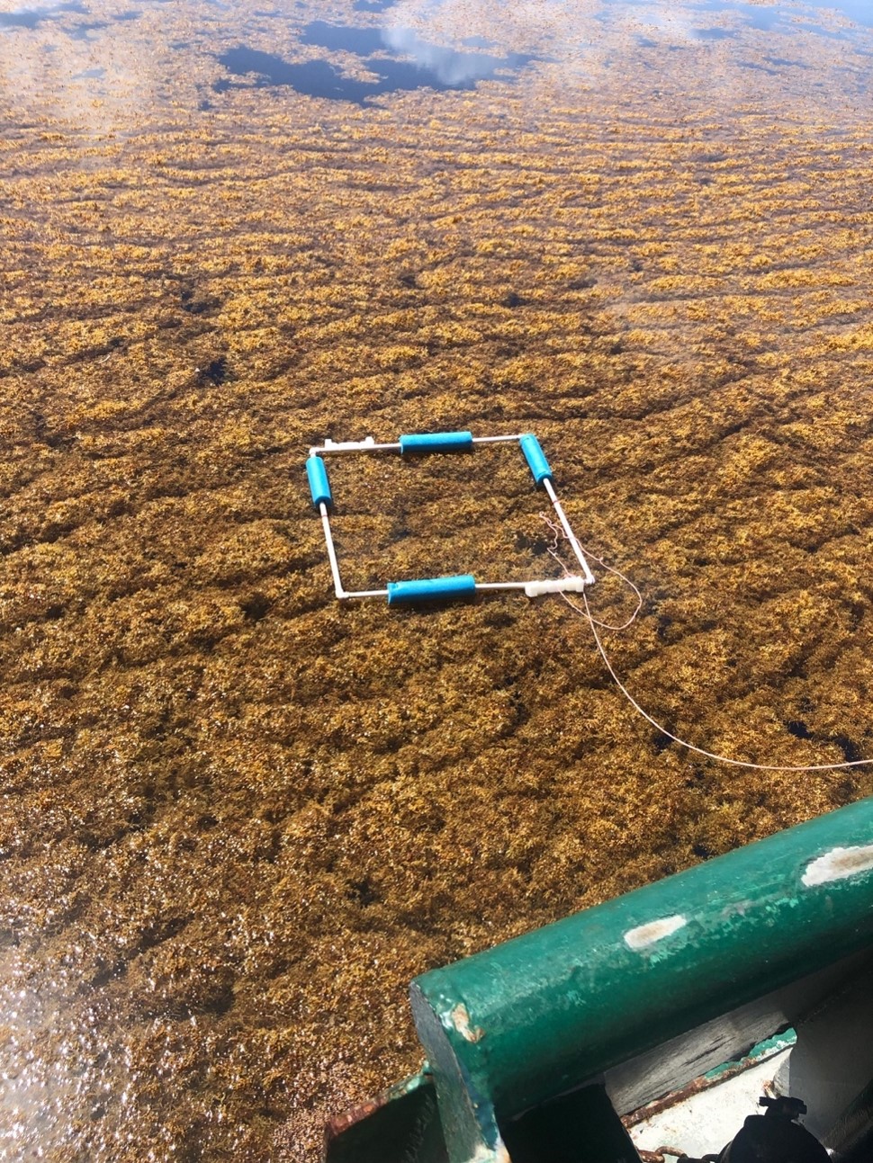 Members of the Hu lab, graduate students Sam Bunson and Sarah Sullivan, measure Sargassum density in the West Florida Shelf. Photo credit, Dr. Dreux Chappell, Old Dominion University.