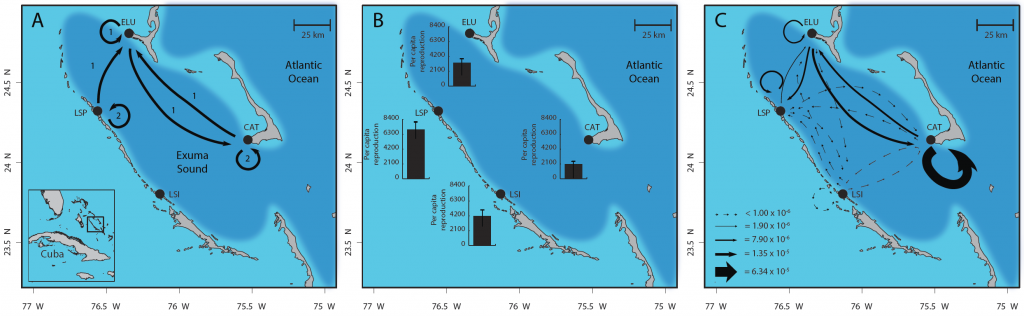Fig. 3 caption: Metapopulation connectivity of bicolor damselfish populations among 4 regions of coral reef in the Exuma Sound, Bahamas. (A) Paths of larval dispersal detected by genetic parentage analysis. Numbers indicate number of parent-offspring pairs detected for each pattern. (B) Estimated egg production per adult fish during each larval dispersal event (mean plus standard error). (C) Patterns of estimated “demographic connectivity” that integrate larval dispersal (A) with egg production (B). Demographic connectivity represents the proportion of eggs produced at each population that survived and dispersed as larvae to other populations (arrows connecting sites) or returned to their natal populations (circular arrows). Arrow thickness reflects estimated rate of exchange. Illustration credit: Darren Johnson et al.