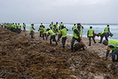 Mexican National Guard members during a sargassum seaweed cleanup event in Cancun, Mexico, in June.Credit...Paola Chiomante/Reuters