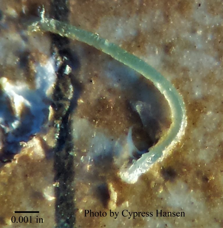 Microplastic viewed beneath a microscope. Photo Credit: Cypress Hansen