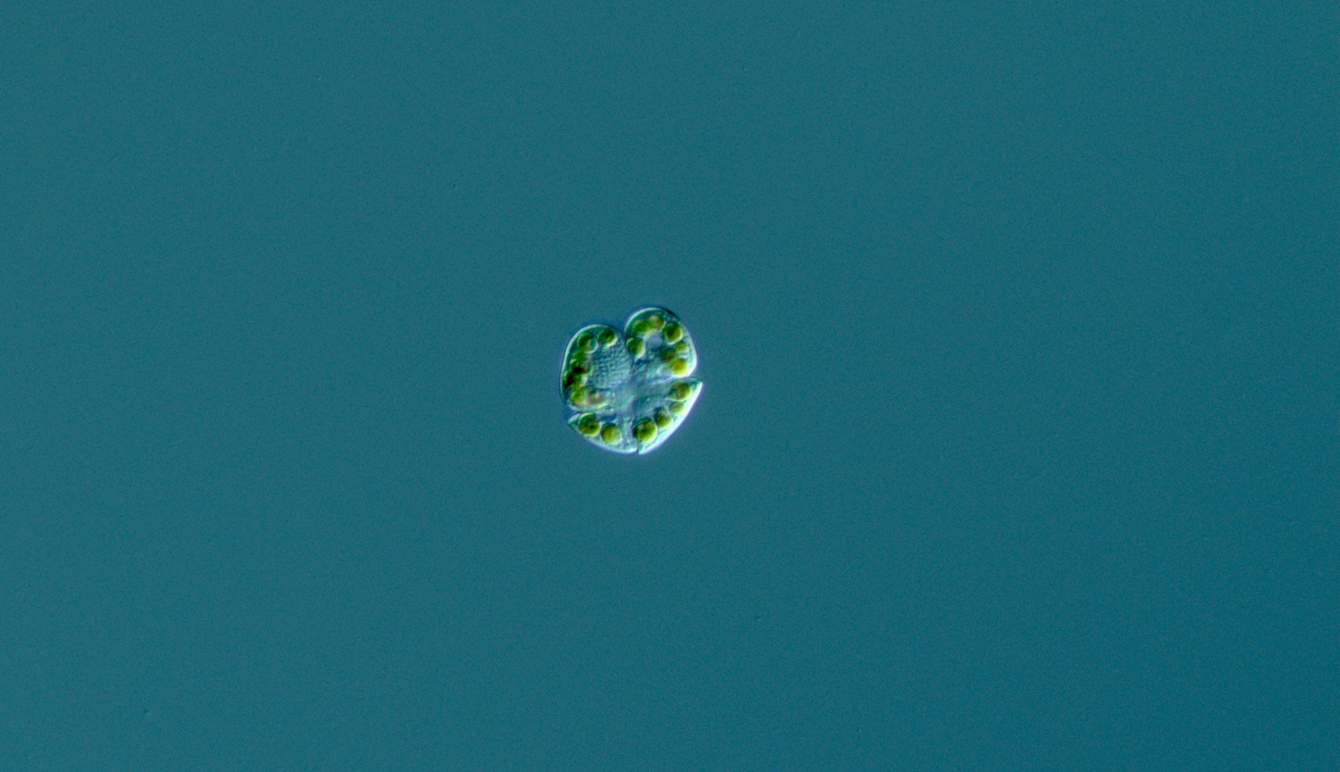 A microscopic image of Karenia brevis, the single-celled organism responsible for red tide. Image courtesy of Mya Breitbart.