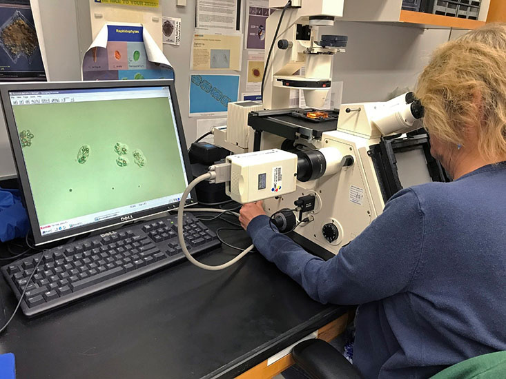 A microscopist with FWC’s Fish and Wildlife Research Institute analyzes a sample containing Karenia brevis (displayed on the screen). Photo courtesy of FWC.