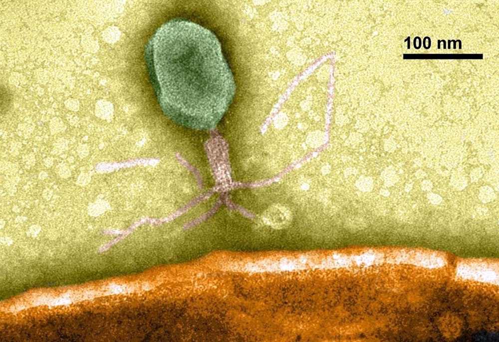 The research will look at molecules called siderophores and viruses called phages, which infect bacteria. The phage shown here was imaged by Anthony M. Greco at the USF College of Marine Science.