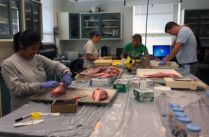 MRA students conducting a Red Snapper fecundity analysis as part of their research in the lab managed by Chris Stallings, PhD. From left to right: Marcia Campbell, Julie Vecchio, Garrett Miller, Michael Schram