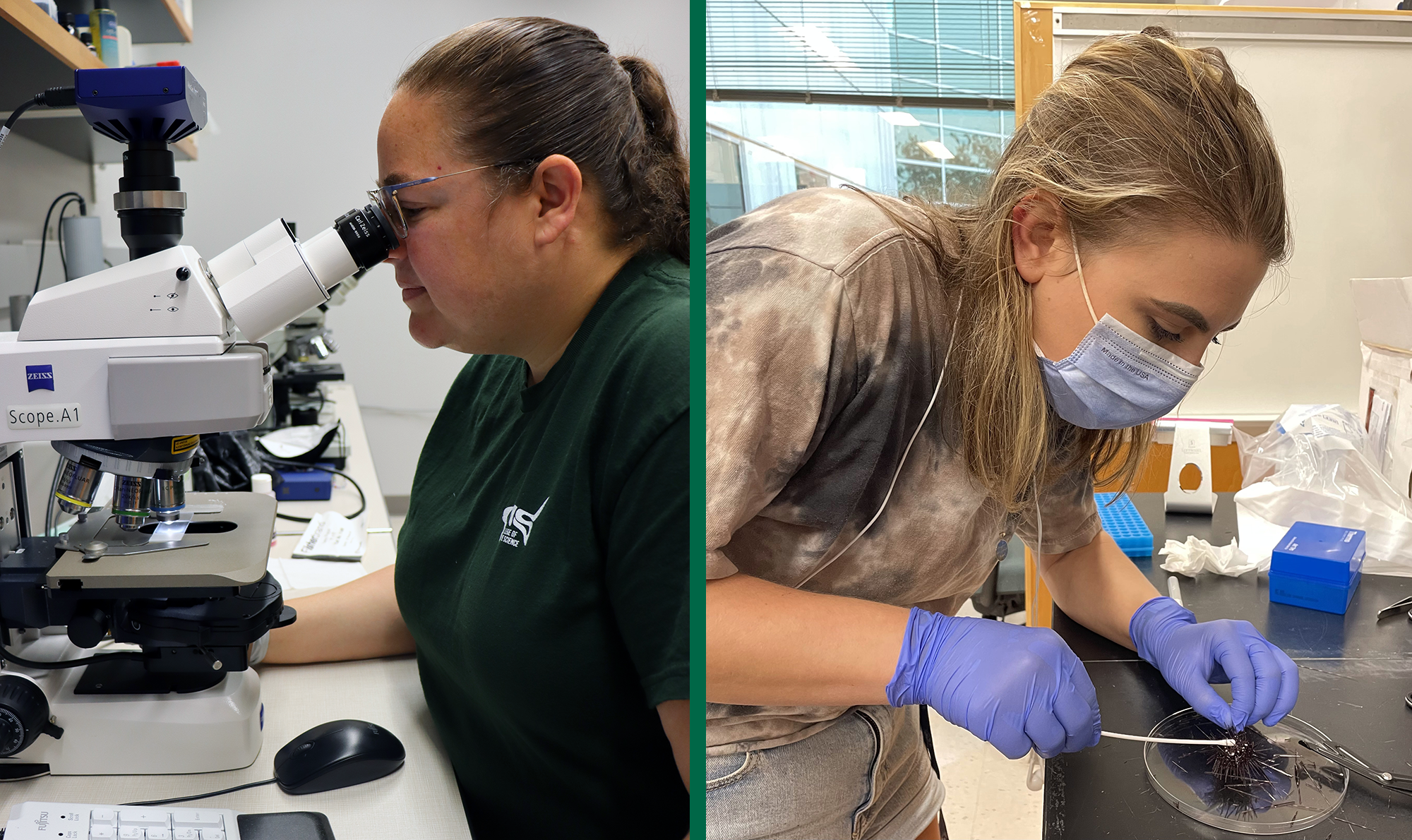 LEFT: Mya Breitbart (USF) viewing the ciliate culture by microscopy. CREDIT: Makenzie Kerr, USF College of Marine Science. RIGHT: USF College of Marine Science PhD student Isabella Ritchie swabs a sea urchin in the lab to test for the ciliate. CREDIT: Mya Breitbart, USF College of Marine Science.