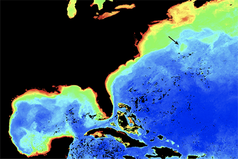 Image from NASA's MODIS satellite for October 2011, showing the Gulf Stream Eddy targeted in the study, picked out by surface chlorophyll (credit NASA)