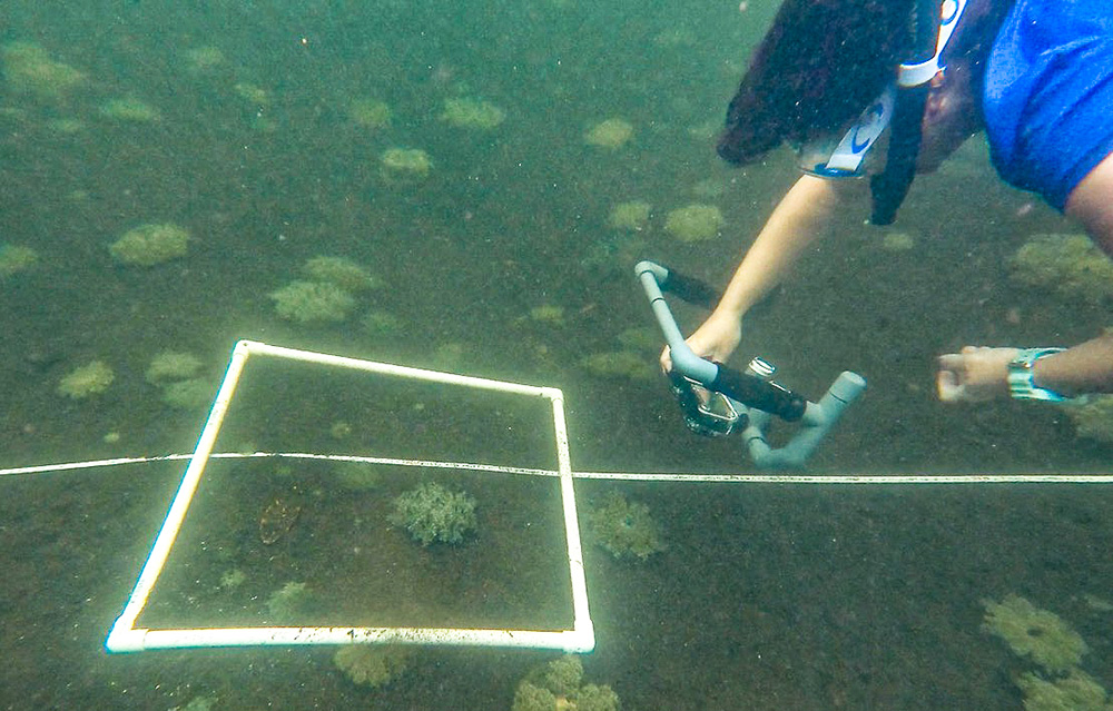 López Figueroa will graduate with her doctorate in Biological Oceanography at the USF Spring 2025 commencement ceremony.