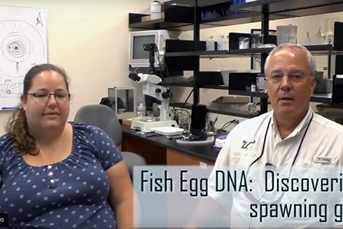 Fish Egg DNA: Discovering new spawning grounds