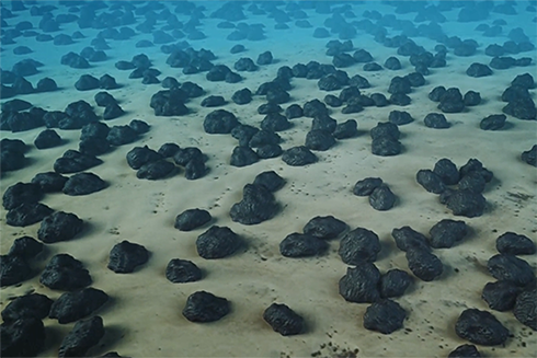 Some of the deepest parts of the seafloor are covered by dense deposits of polymetallic nodules, shown here, which contain richer stores of valuable metals like cobalt and nickel than manyfound on land. The nodules range in size from a golf ball to a potato. Credit: Maersk 